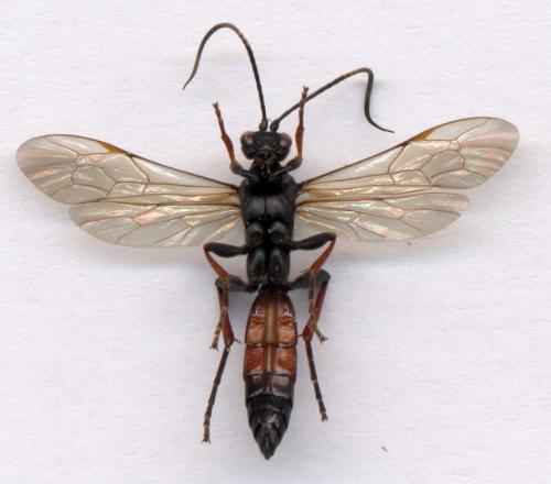 Réf. 6 915 : Stenichneumon culpator