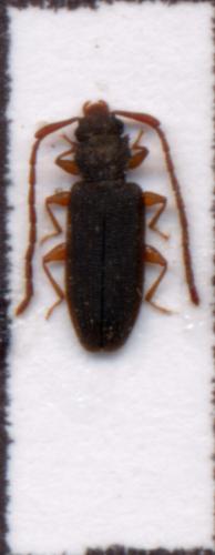 Uleiota planatus