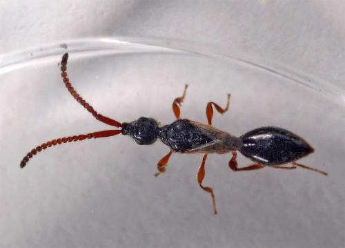 Réf. 6 188 : Belyta sp.