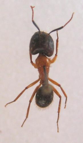 Camponotus atriceps