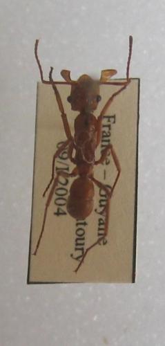 Ectatomma tuberculatum