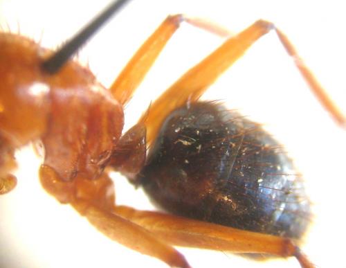 Camponotus atriceps