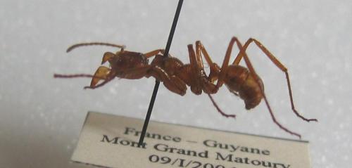 Réf. 6 431 : Ectatomma tuberculatum