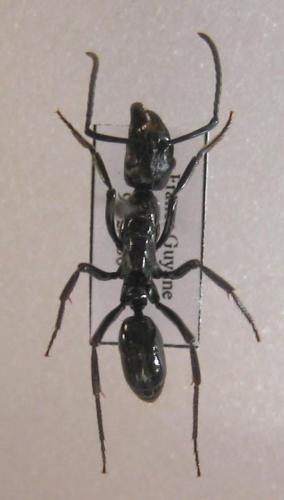 Neoponera commutata