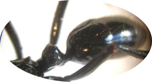 Réf. 6 485 : Neoponera commutata