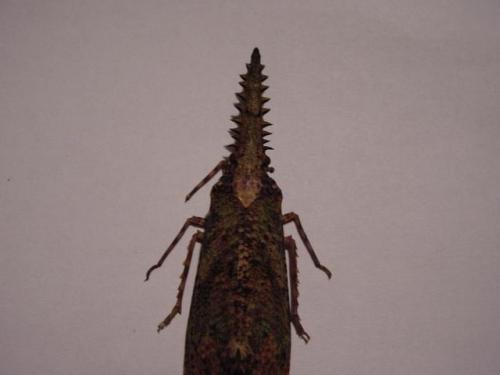 Réf. 6 309 : Cathedra serrata