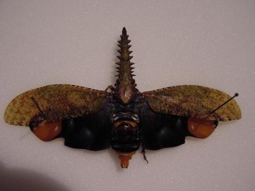 Réf. 6 310 : Cathedra serrata