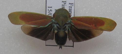 Tabocasa sp.