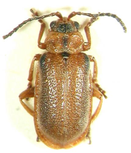 Réf. 6 062 : Galerucella sp.