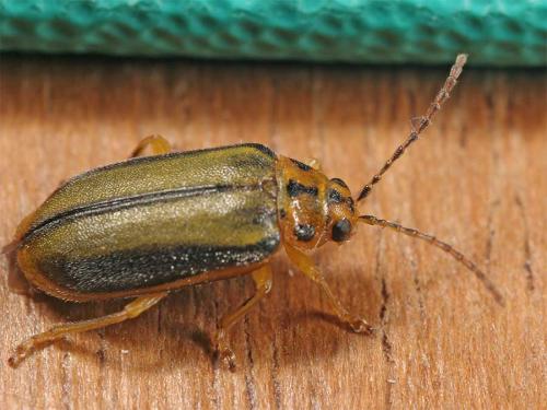 Réf. 6 063 : Xanthogaleruca luteola