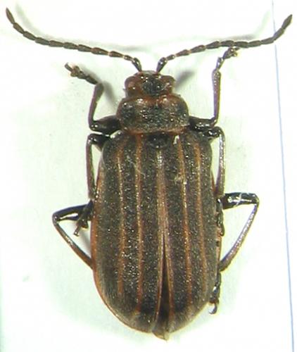 Yingaresca brevivittata