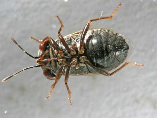 Réf. 6 524 : Geocoris megacephalus