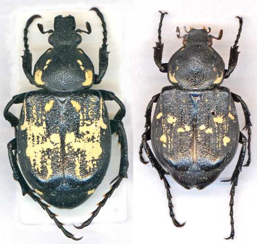 Réf. 6 305 : Gnorimus variabilis