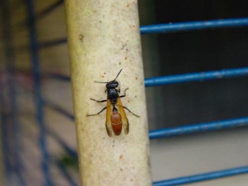 Réf. 6 286 : Polybia rejecta