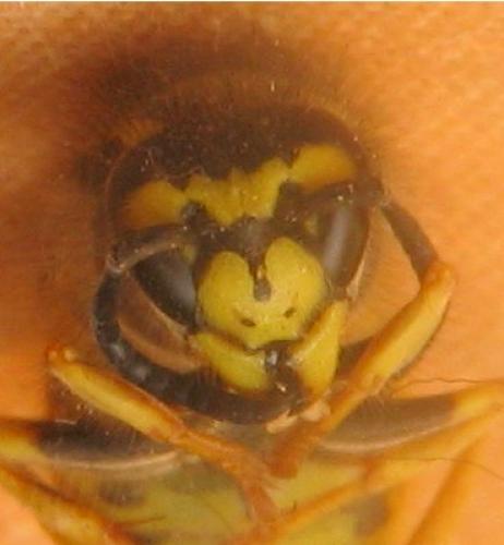 Vespula germanica