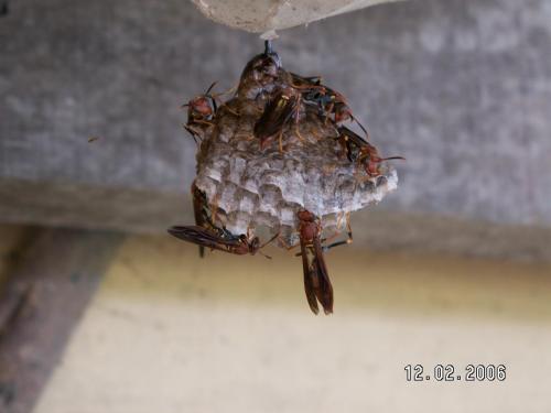 Polistes sp.