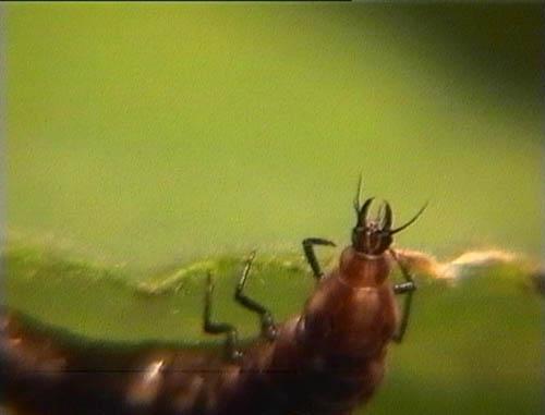 Hemerobius sp.