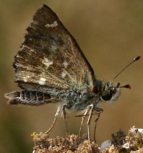 Réf. 6 193 : Carcharodus alceae