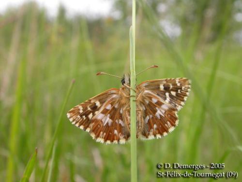 Pyrgus malvoides