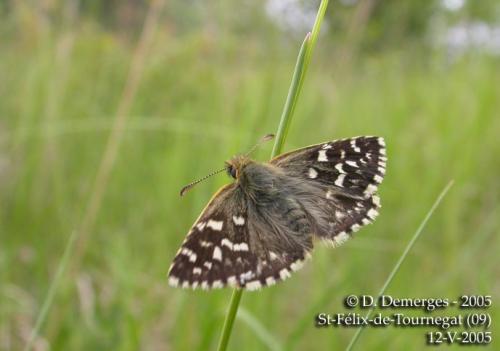 Réf. 6 201 : Pyrgus malvoides