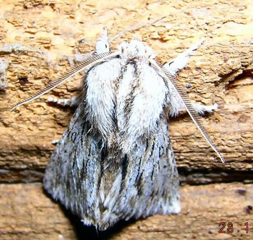 Réf. 6 034 : Asteroscopus sphinx