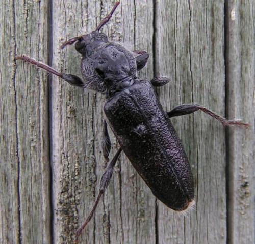 Réf. 6 324 : Hylotrupes bajulus