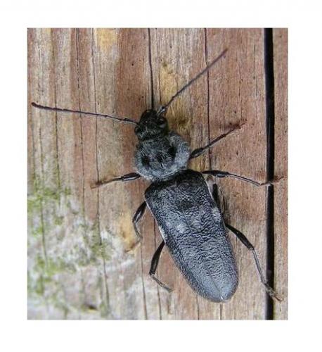 Hylotrupes bajulus