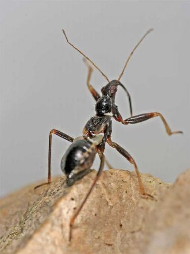 Himacerus mirmicoides