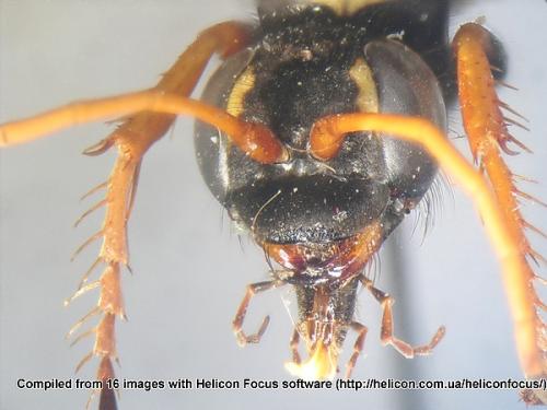 Batozonellus lacerticida