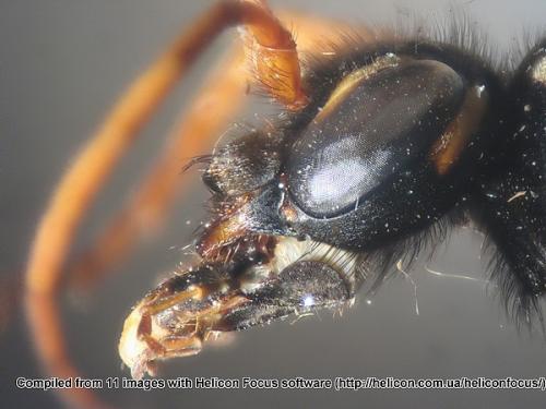 Batozonellus lacerticida
