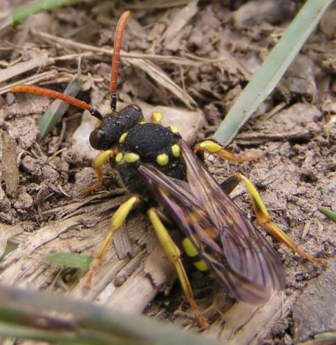 Nomada sp.