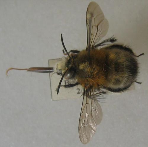 Anthophora plumipes