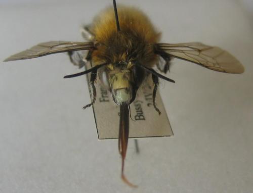 Anthophora plumipes