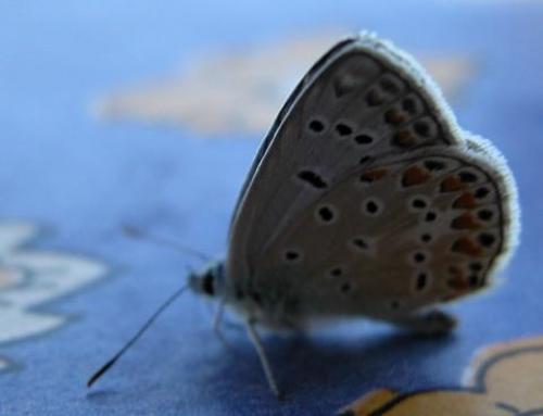 Polyommatus sp.