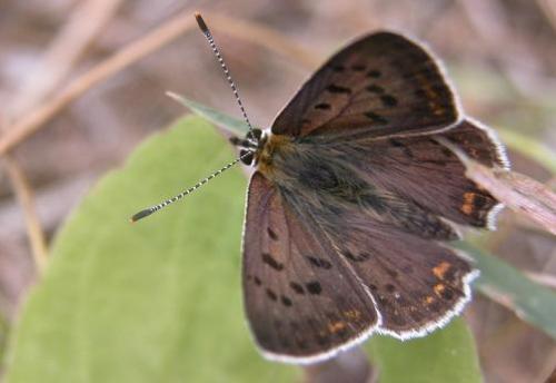 Lycaena tityrus