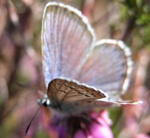 Plebejus sp.