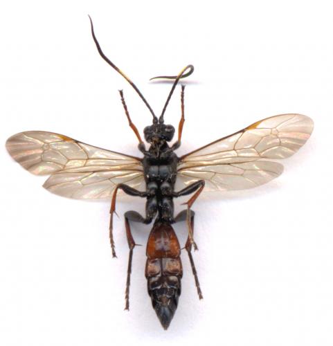 Réf. 6 634 : Stenichneumon culpator
