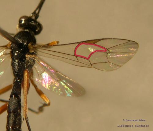 Lissonota fundator