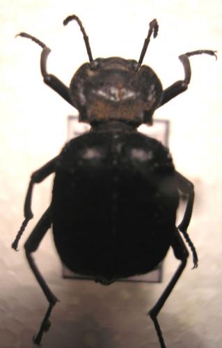 Réf. 6 898 : Akis bacarozzo
