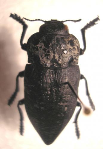 Capnodis tenebrionis