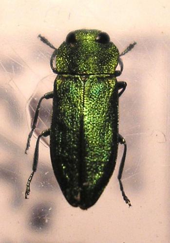 Réf. 6 901 : Anthaxia nitidula