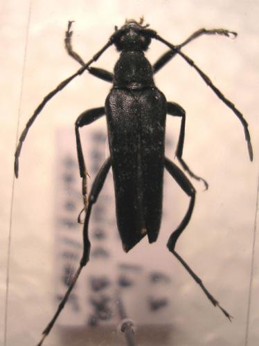 Réf. 6 902 : Leptura aethiops