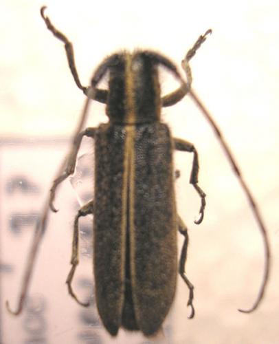 Agapanthia cardui