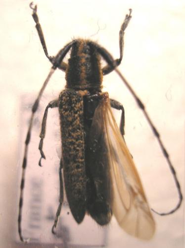 Agapanthia villosoviridescens