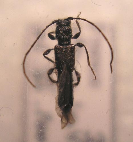 Réf. 6 905 : Glaphyra umbellatarum
