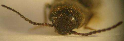 Idolus picipennis
