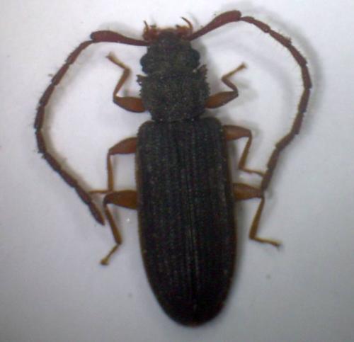 Réf. 6 970 : Uleiota planatus