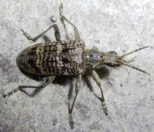 Rhagium inquisitor