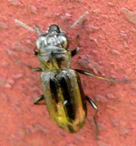 Notiophilus biguttatus