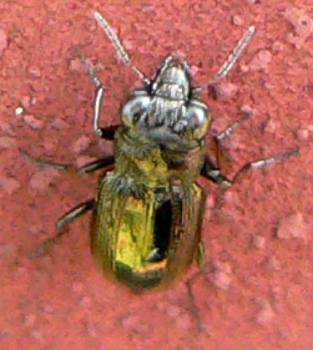 Notiophilus biguttatus